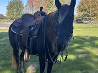 Jument, Rocky Mountain Horse — photo 5