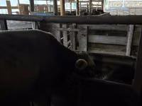 Buğa, Aberdin – Angus — foto 7