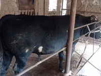 Bulle, Aberdeen-Angus — Foto 4