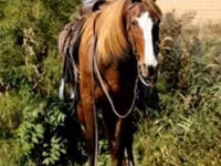 Iapă, Rocky Mountain Horse — foto 3
