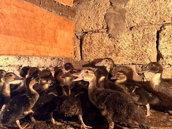 Ducks