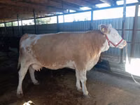 بقرة, Simmental cattle — الصورة 4