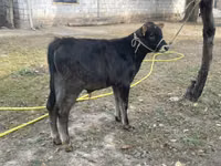 Toro, Swiss cattle — foto 1