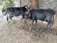 Bou, Bovine — foto 3
