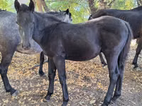 Otlar (partiya, jinsi ko‘rsatilmagan), Karachay horse — 8-rasm