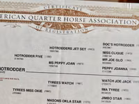 公马, Quarter Horse — 照片 3