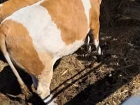 Vaca, Simmental cattle — foto 1