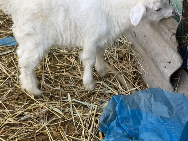 Țap, Saanen goat