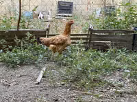 Brahma — foto 2