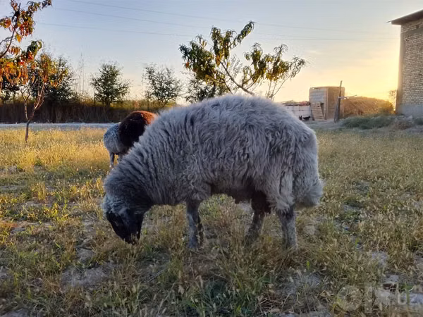 Widder, Rhon sheep
