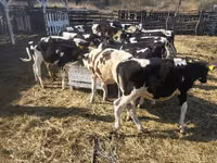 母牛, Cattle — 照片 2