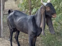 Capră, Kamori goats — foto 3