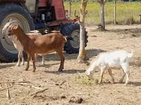 बकरी, Nubian Goat — फ़ोटो 3