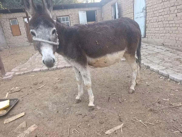 Кобыла, Лошади