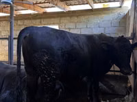 Toro, Vaca roja sin cuernos — foto 4