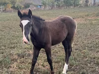 Caballo, Caballos — foto 2