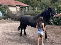 حصان, Welsh Cob — الصورة 2