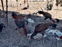 Chickens — photo 2