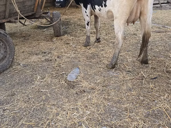 بقرة, Russian Black pied cattle