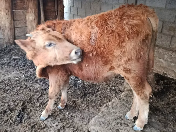 Touro, Simmental cattle