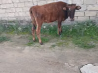 Vacă, Bovine — foto 1