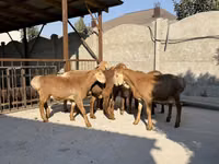 भेड़, Karakul sheep — फ़ोटो 2