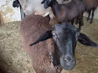 母羊, Sheep — 照片 2