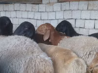 Bélier, Blackheaded Persian sheep — photo 4