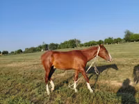 At, Akhal-Teke — foto 6