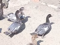 Ducks — photo 4