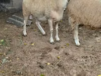 Widder, Assaf sheep — Foto 2