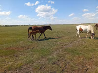 Jument, Kinsky horse — photo 1