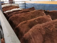 牛只（批次，未指定性别）, Limousin cow — 照片 1
