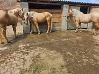 Madyan, Atlar — foto 5