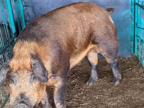 Vier, Porci