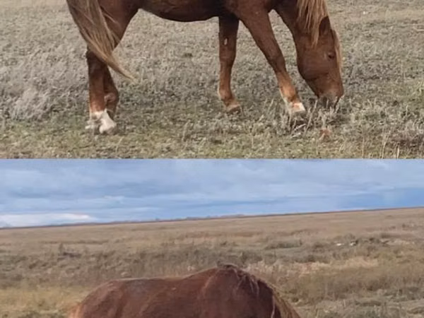 Hengst, Kazakh horse