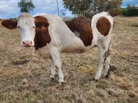 Cow, Montbéliarde — photo 5