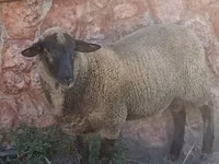 Berbec, Suffolk sheep — foto 1