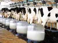 Stimulator la vaca oi si capre lapte premix — 1-rasm