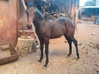 Cavalo, French Trotter — foto 2