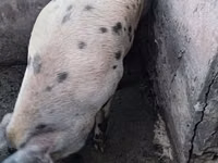 Säue, Schweine — Foto 1