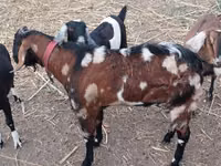 Bode, Nubian Goat — foto 1