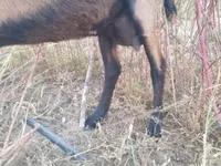 عنزة, Alpine goat — الصورة 3