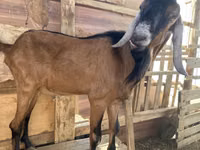 Boucs, Nubian Goat — photo 4