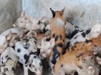 خنزير ذكر, الخنازير — الصورة 2