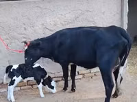 بقرة, Russian Black pied cattle — الصورة 2