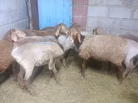 Sheep, Arashan sheep — photo 4