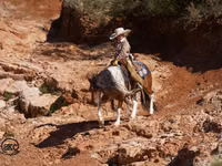 公马, Pinto horses — 照片 2