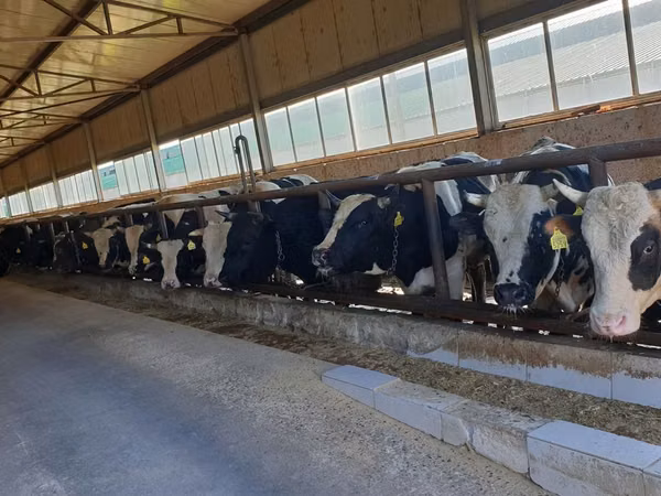Taureau, Russian Black pied cattle