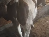 गाय, गोलस्टीन नस्ल — फ़ोटो 3